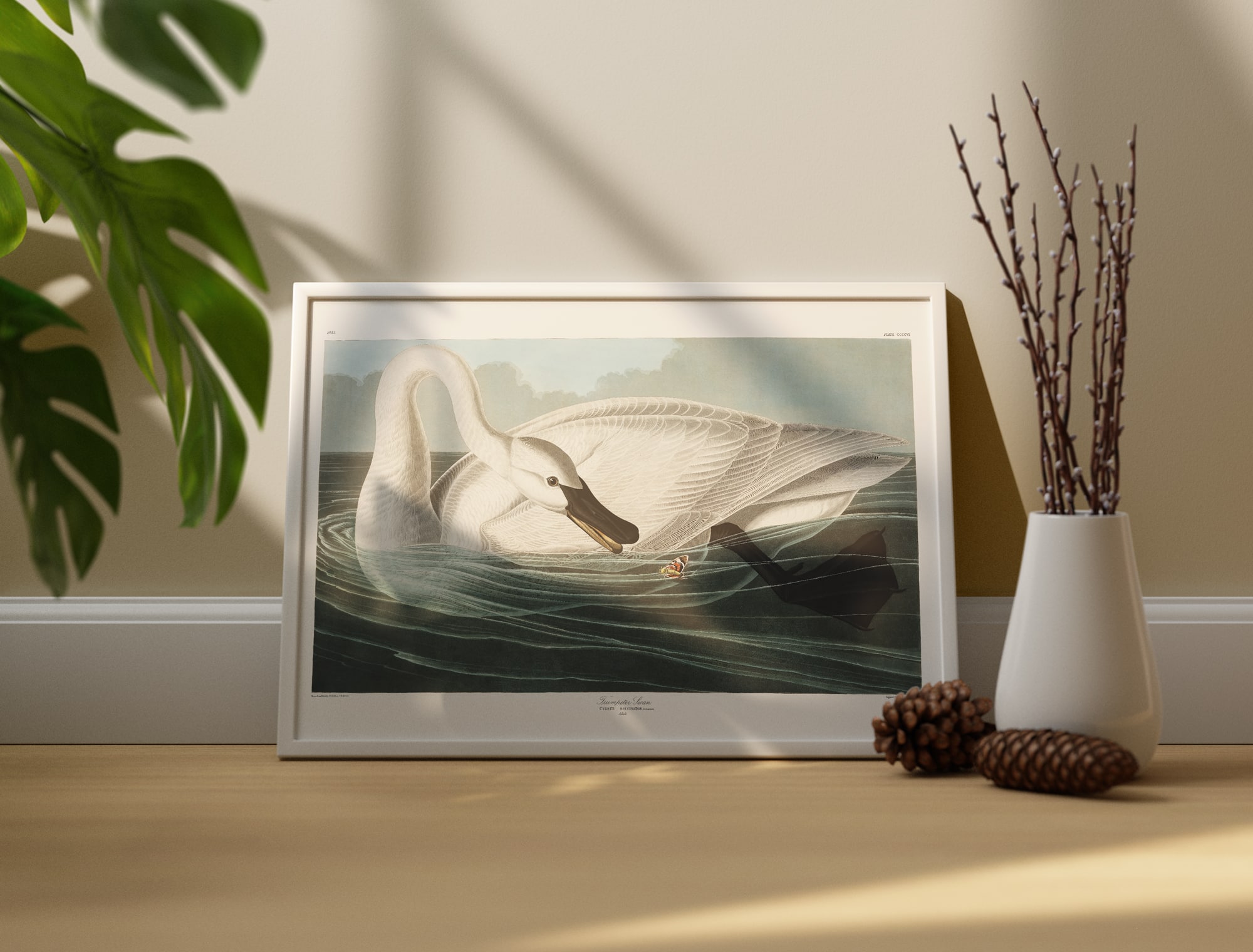 A framed print of John James Audubon's Trumpeter Swan